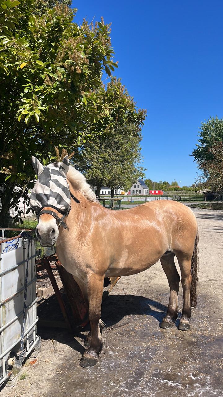 Pony te huur voor het ringrijden