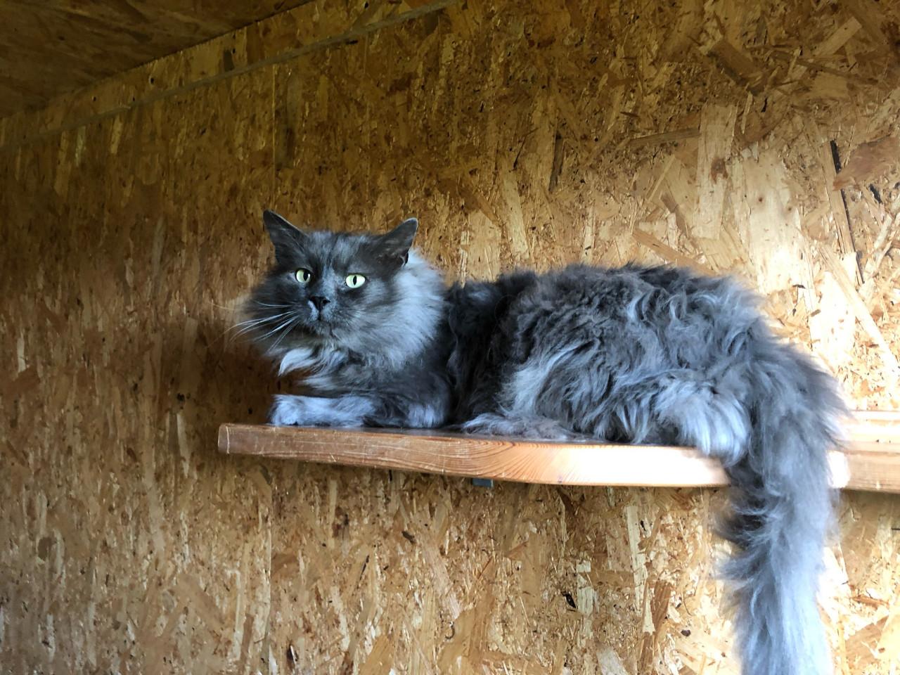 Ragdoll x nebelung