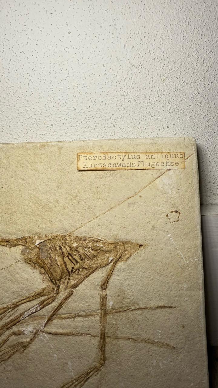 Fossiel van Dinosauriër Pterodactylus