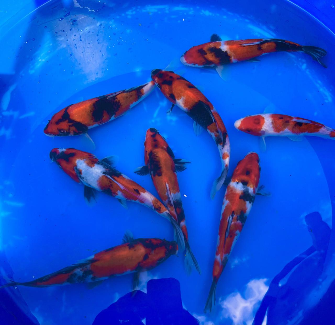 HQ Japanse Tosai 16-20cm en meer diverse koi!