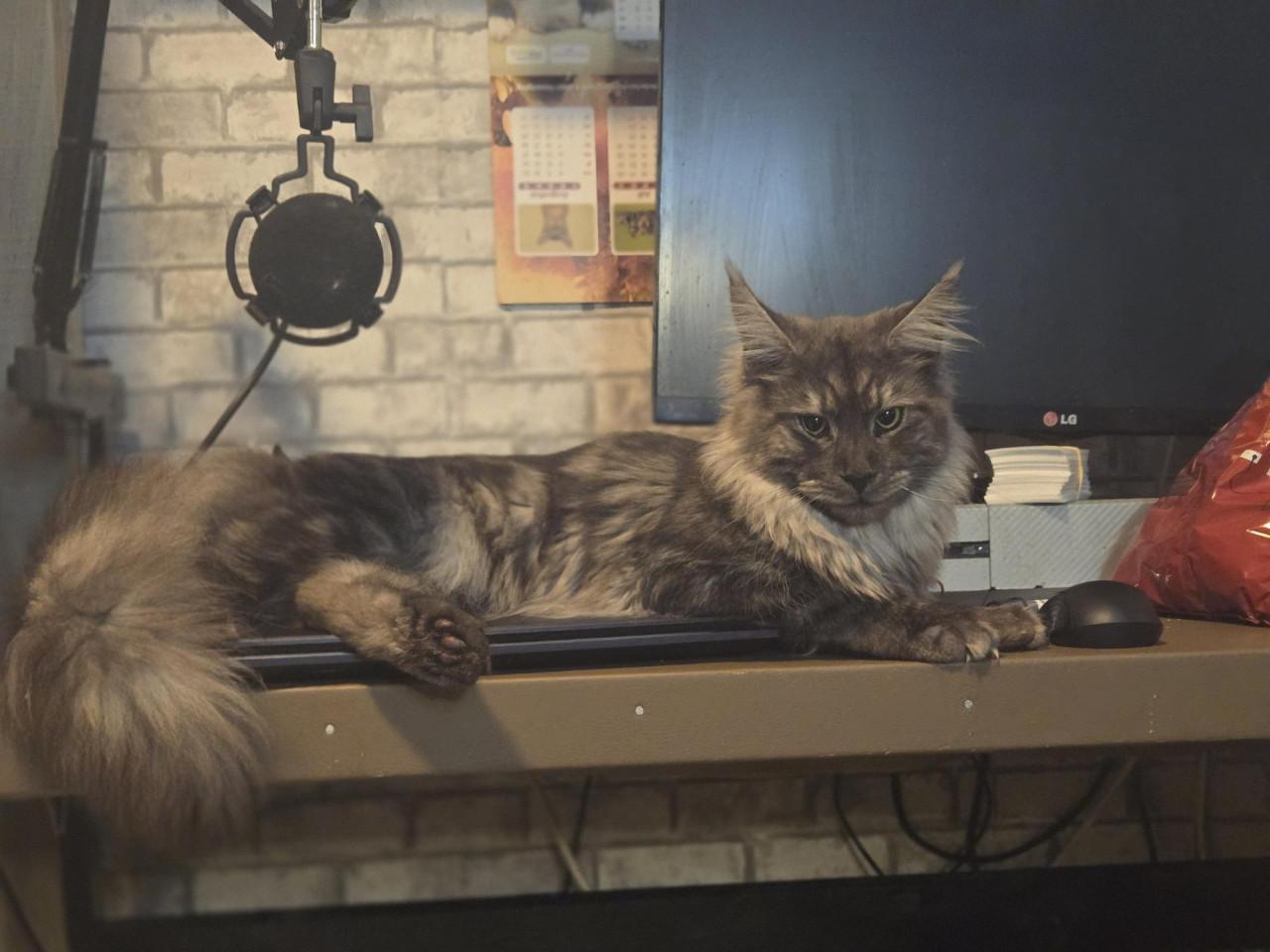 Prachtige maine coon dekkater met stamboom (niet te koop)