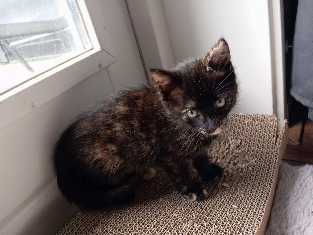 Kitten