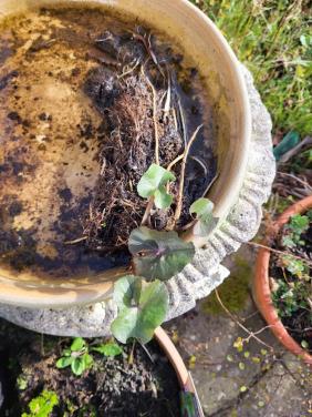 Gele  dotter en nog andere planten