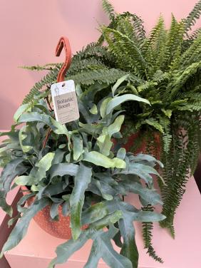 XL Varens (kamerplant)