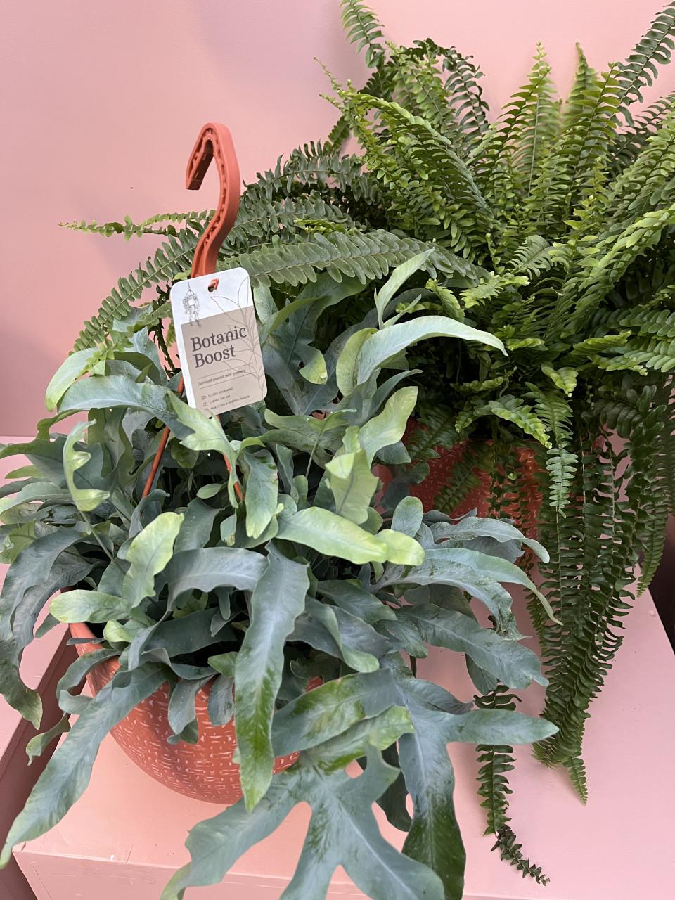 XL Varens (kamerplant)