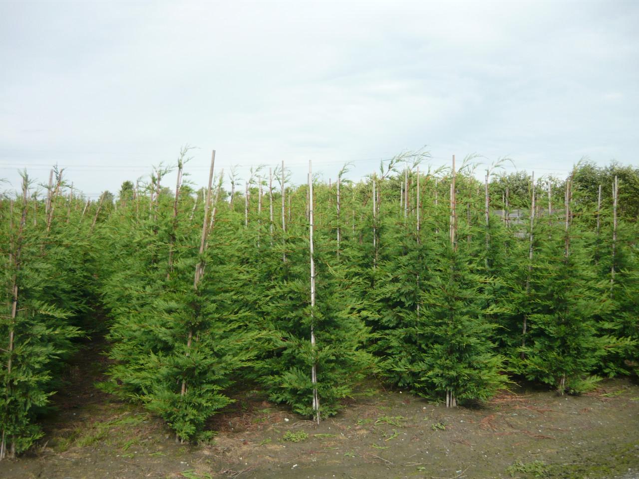 TE KOOP LEYLANDII CONIFEREN