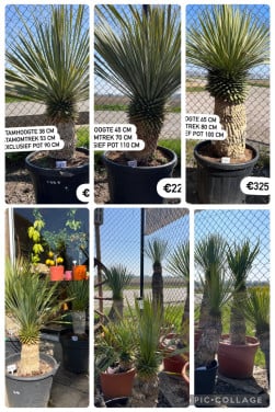 ALLE YUCCA ROSTRATA €100 per stuk