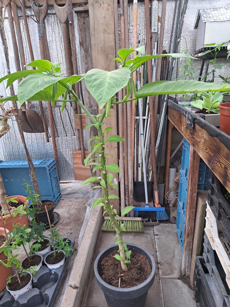 OVERJARIGE BRUGMANSIA