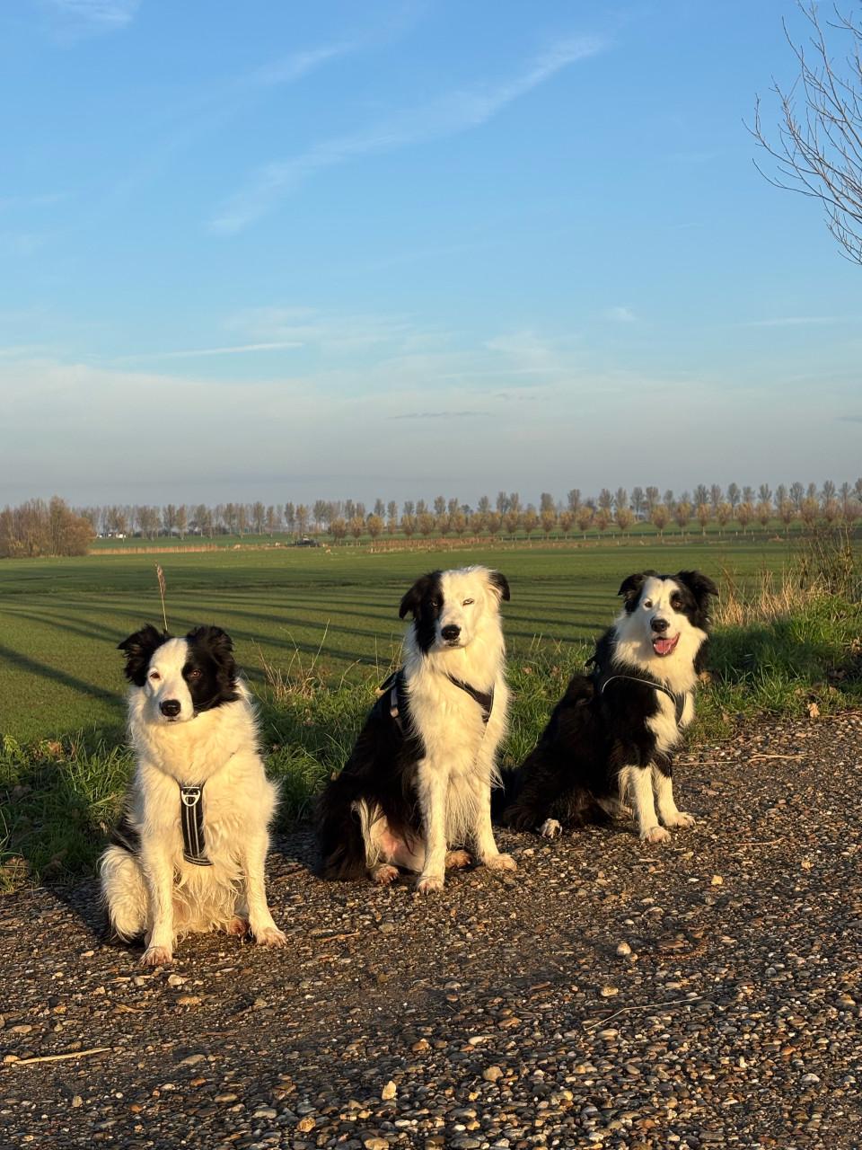Gezocht, oppas voor onze honden op tweede kerst 🎄