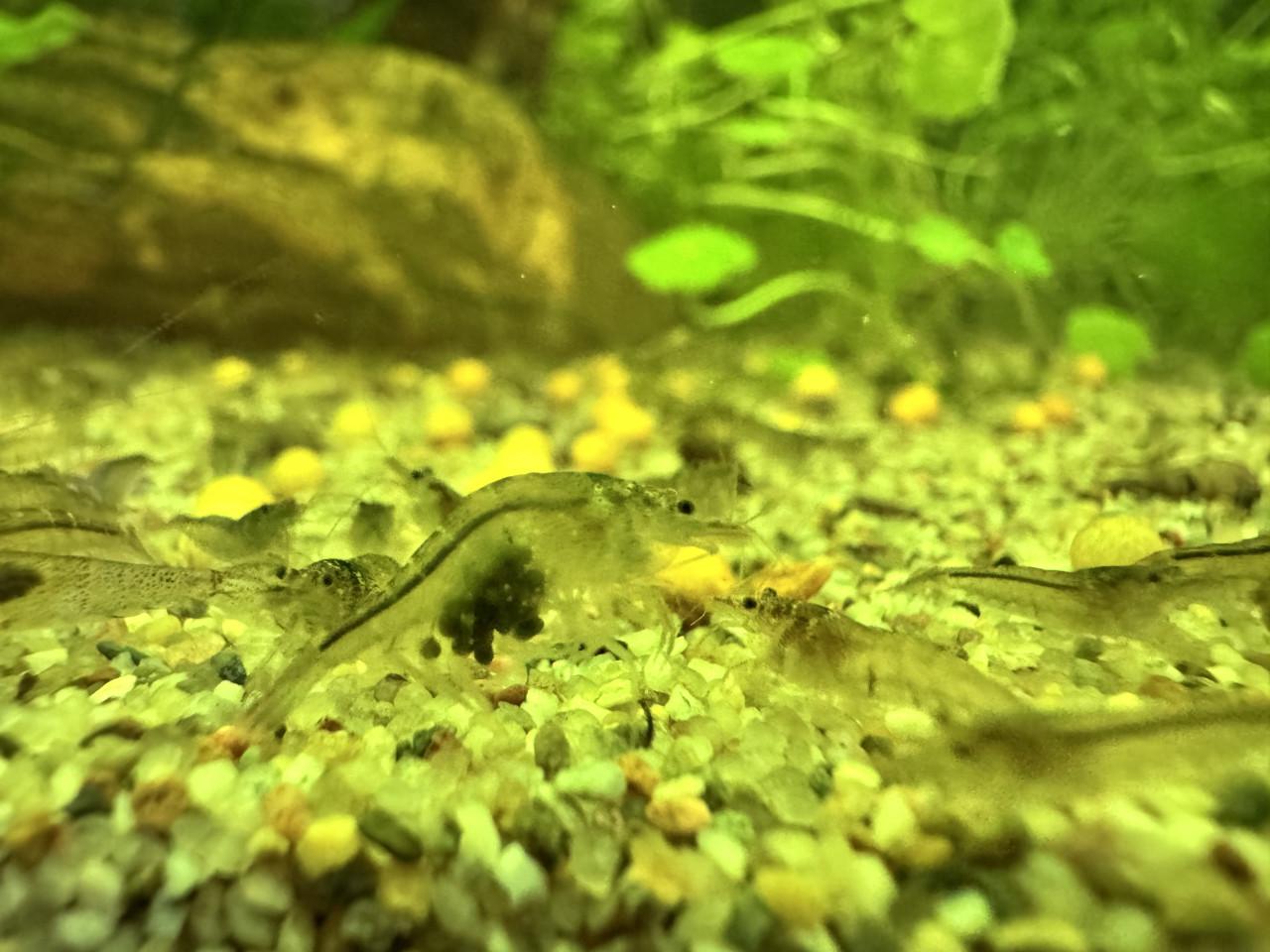 Neocaridina wildkleur (mini japonica)