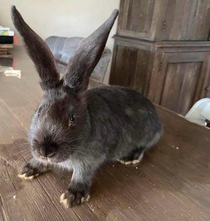 Duitse reus voedsters