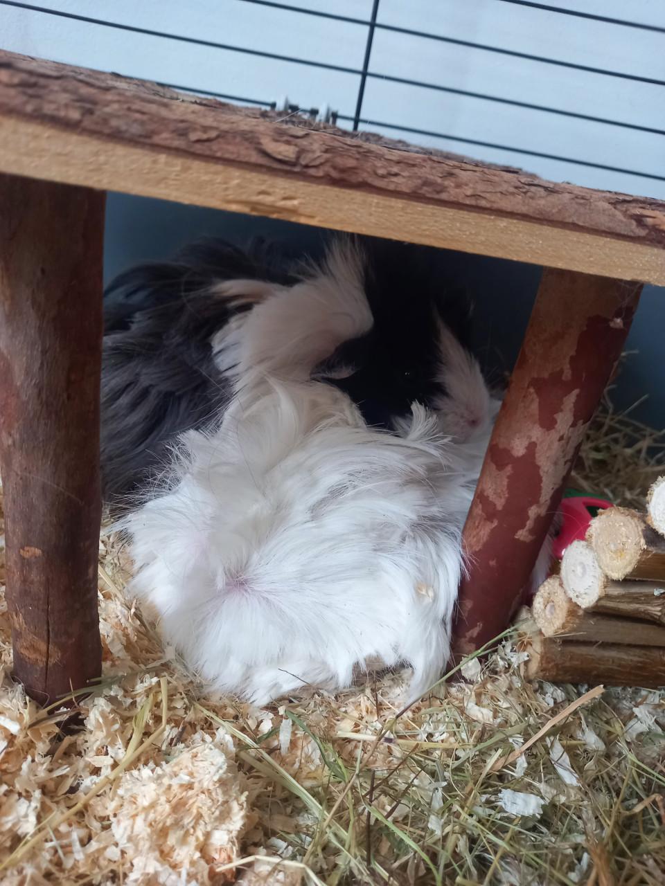 2 dames cavia's,  best in een groep te plaatsen