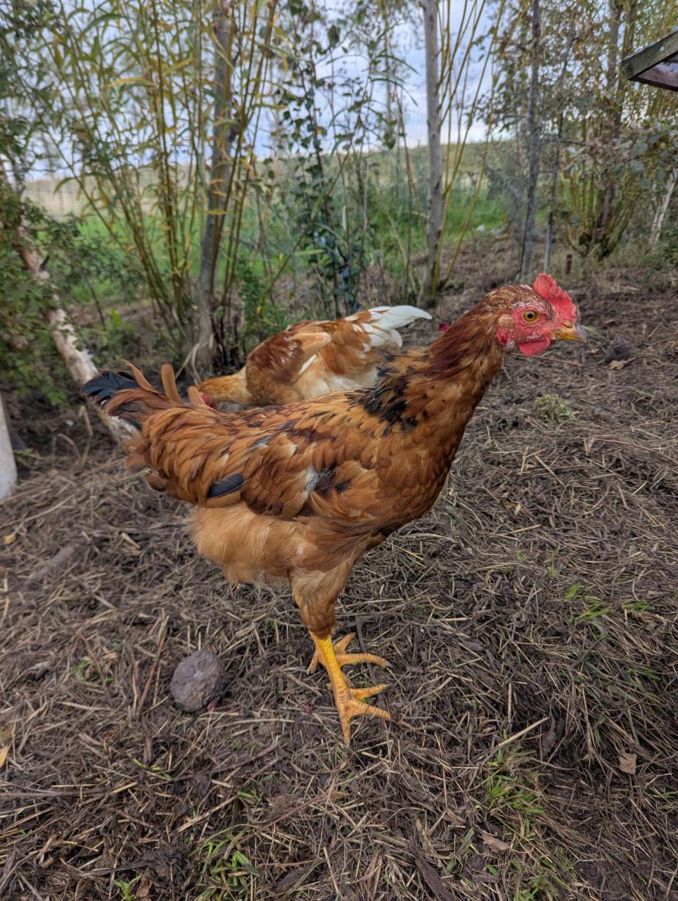 Biologische legkippen en hanen