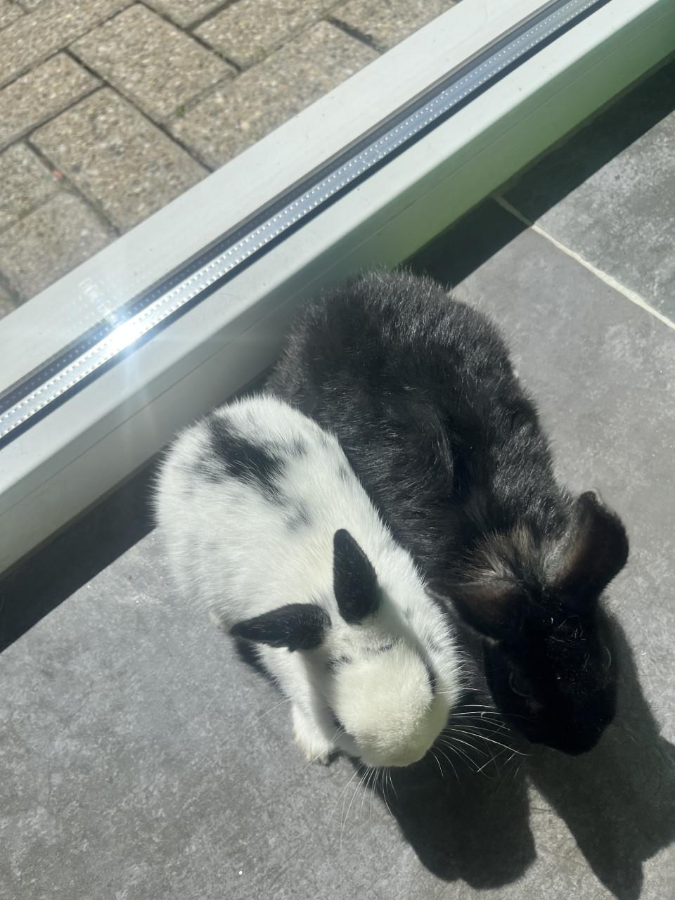 8 lieve baby konijntjes te koop