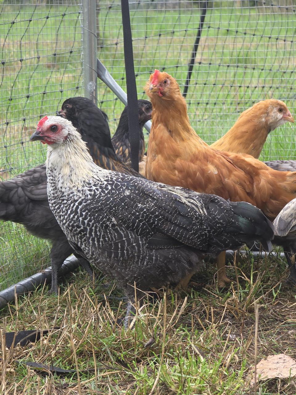 Kuikens (bio) natuur 75% kleurlegger