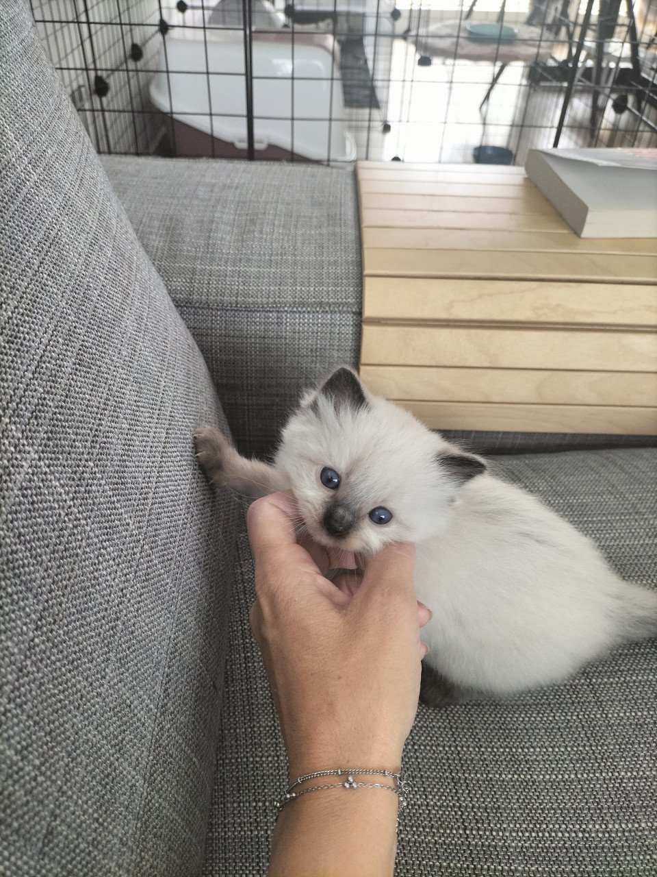 Super snoezige ragdoll kittens