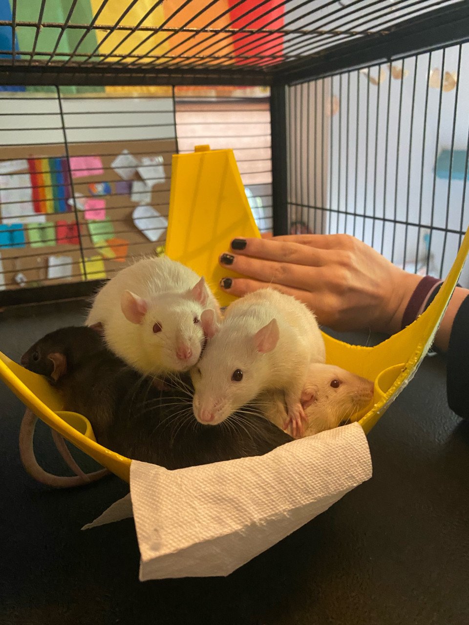 Baby ratjes, rittens