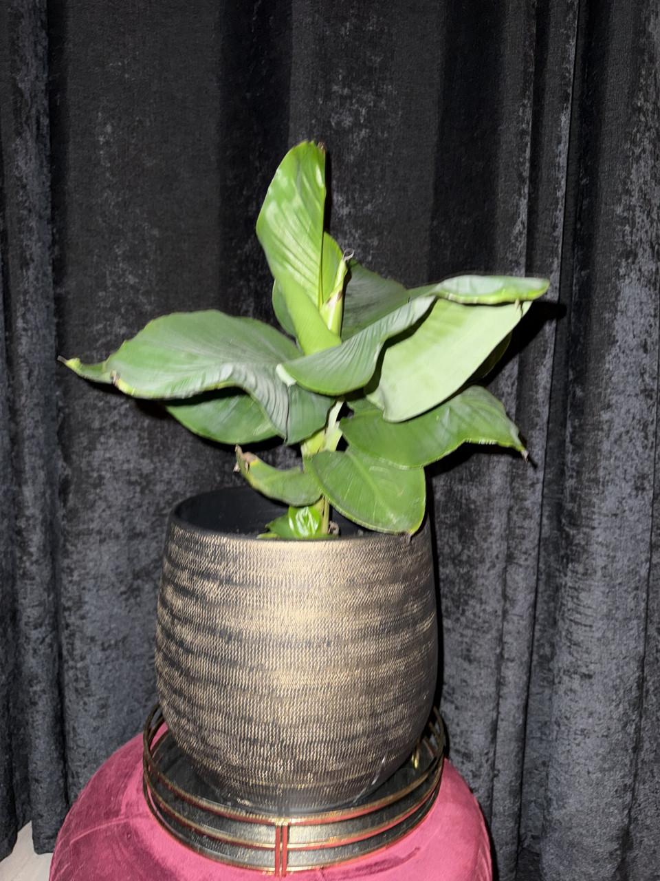 Bananenplant incl. Mooie pot