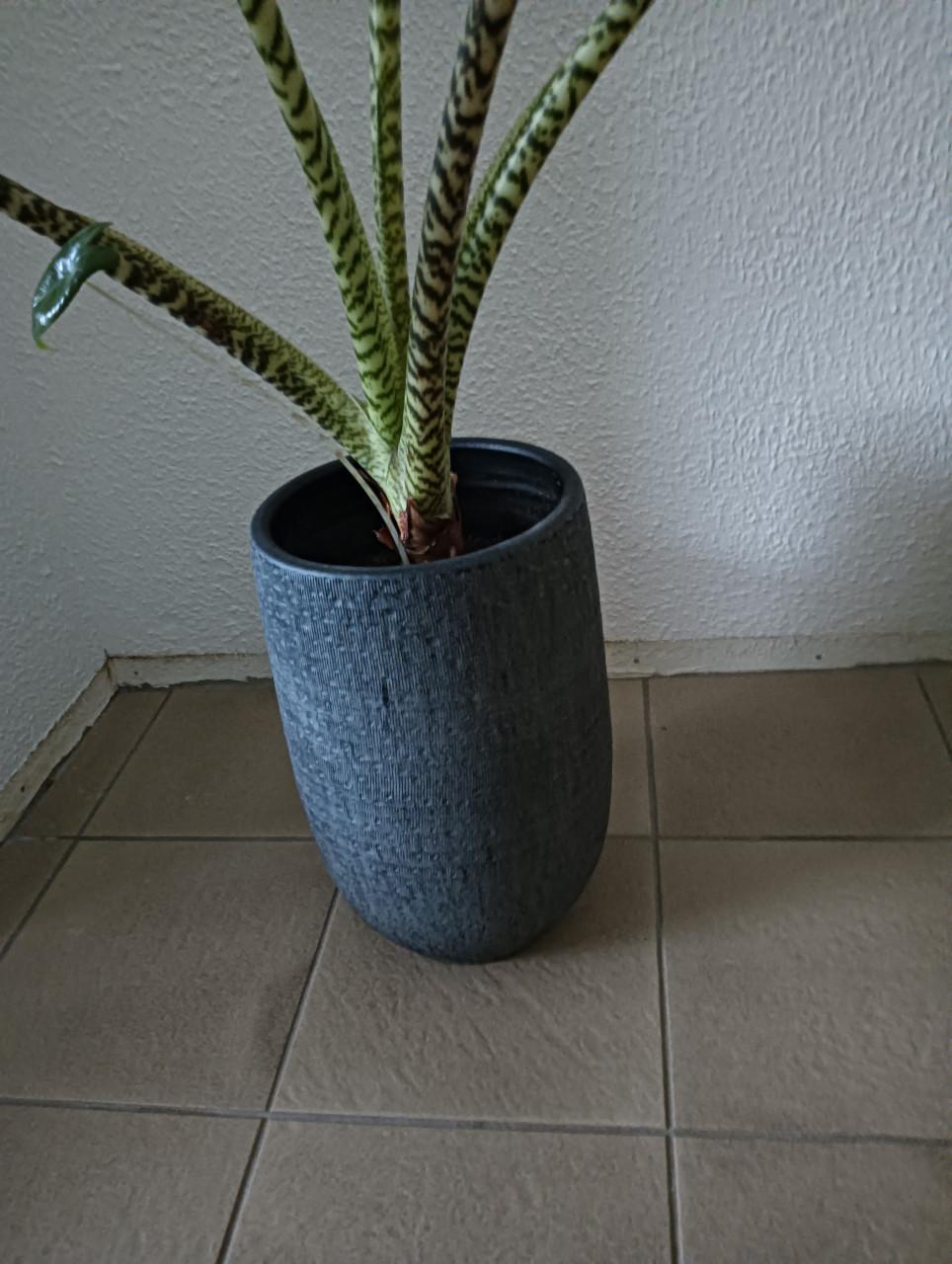 Plant Alocasia Zebrina "olifantoor"