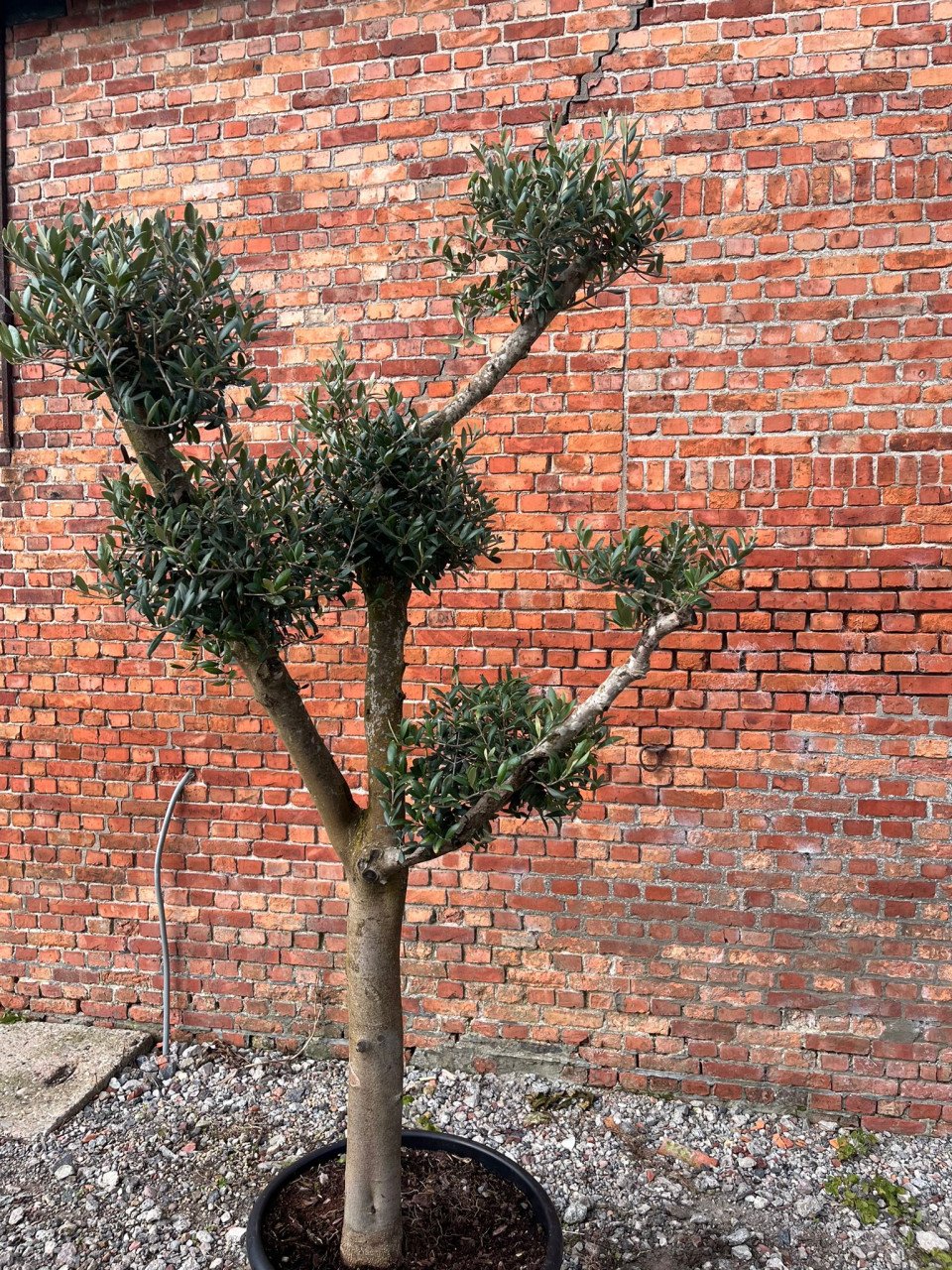 Olijfbomen, olijfboom bonsai totaalhoogte 217 cm Stamomtrek 26/28 cm