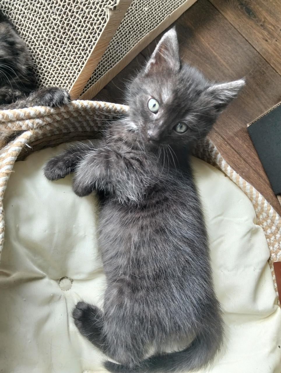 Kitten - mannetje