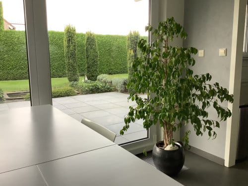 Gratis kamerplant