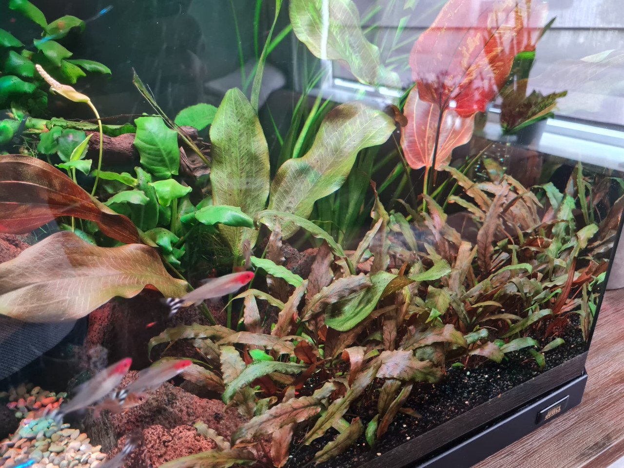 Aquarium Juwel Vision(oude type) met veel accessoires