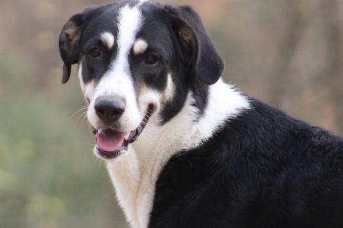 Alora Dog Rescue: Bibi, deze grote dame zoekt een grote mand