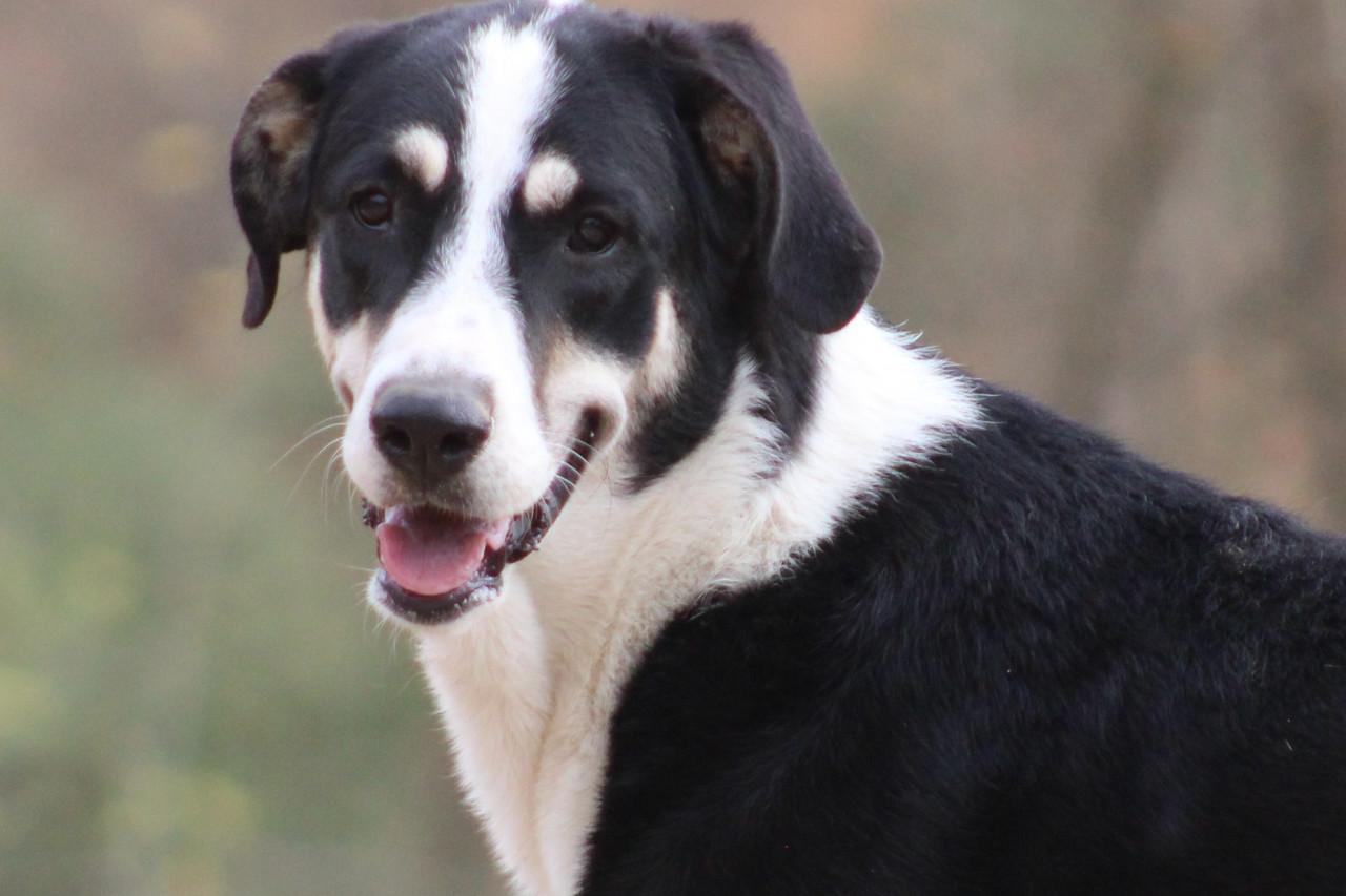 Alora Dog Rescue: Bibi, deze grote dame zoekt een grote mand