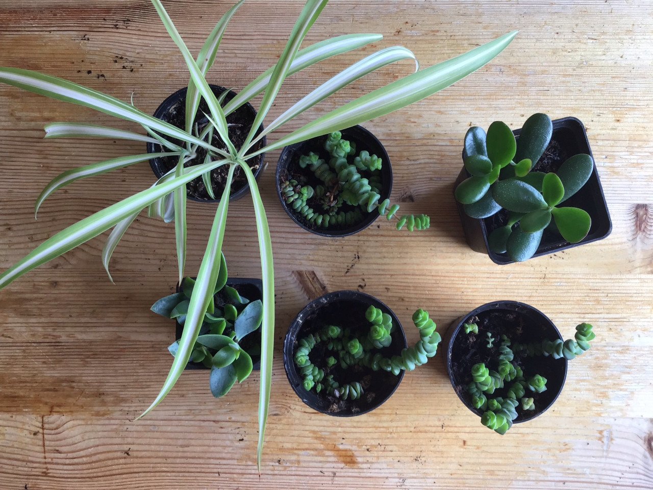Kamerplanten