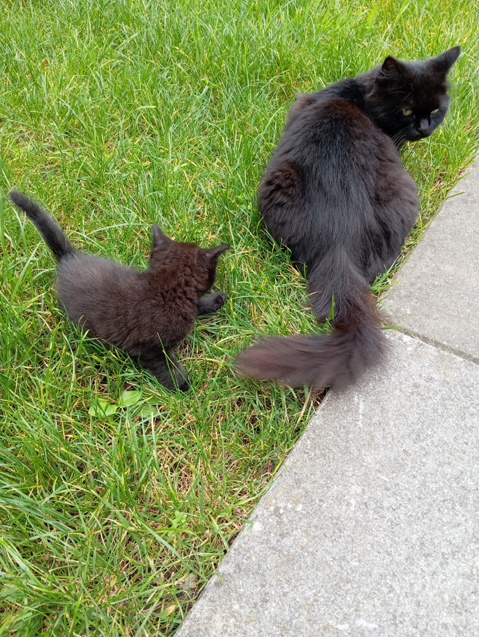 Kitten mannetje