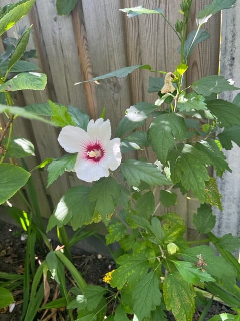 Hibiscus