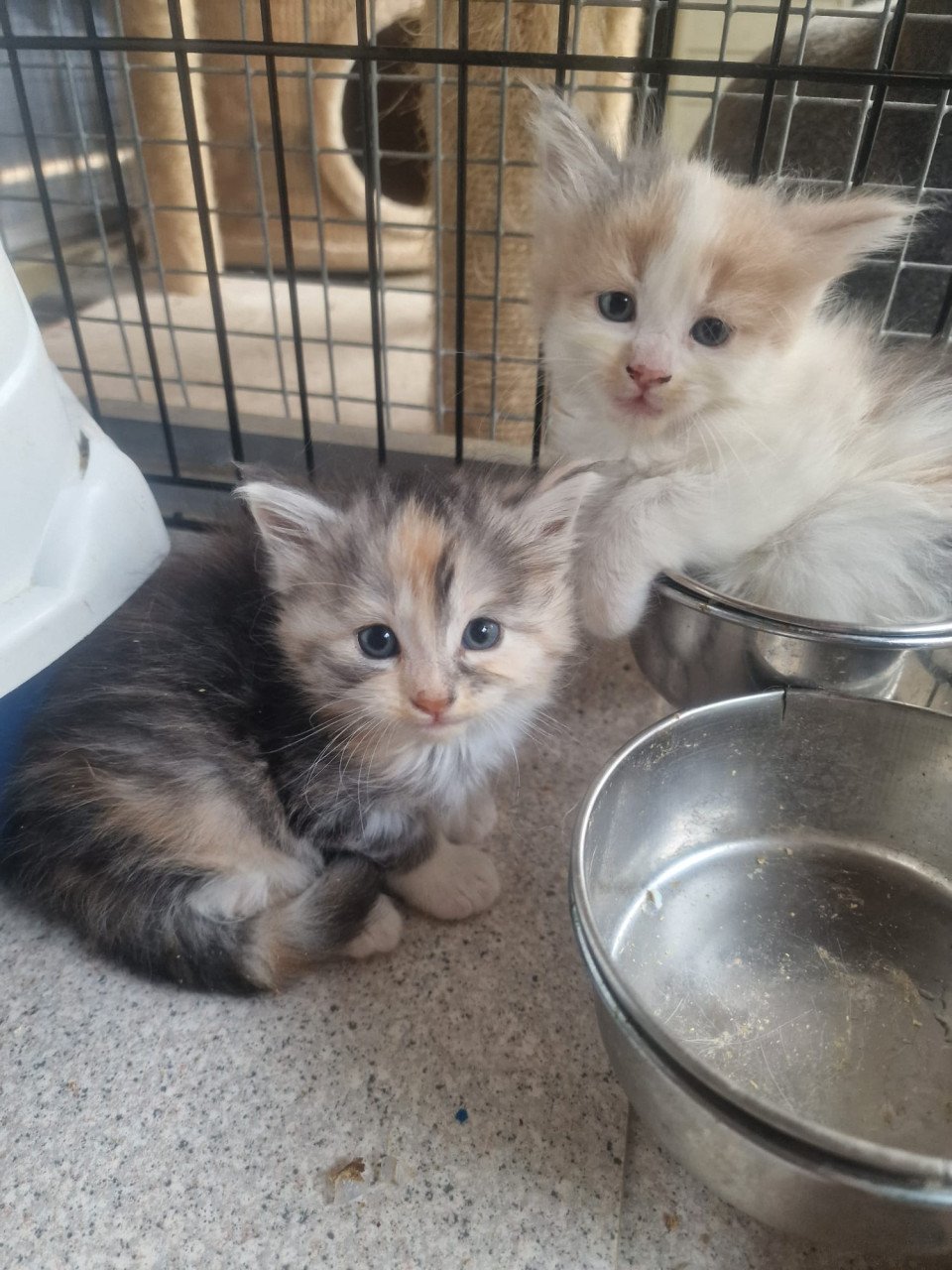 Te koop mooie Maine Coon kittens