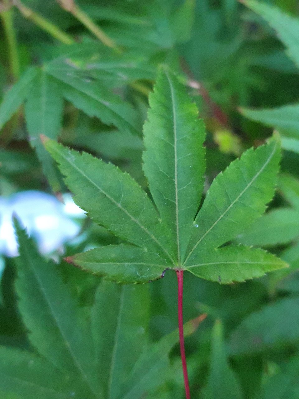 Diverse Acers