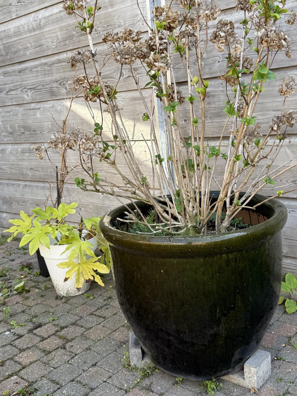 Hele mooie grote vorstvrije Buitenbloempot. Hoogte 53 cm. Diam 60 cm.