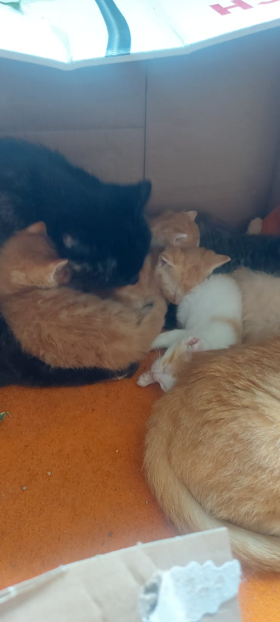 Nestje kittens