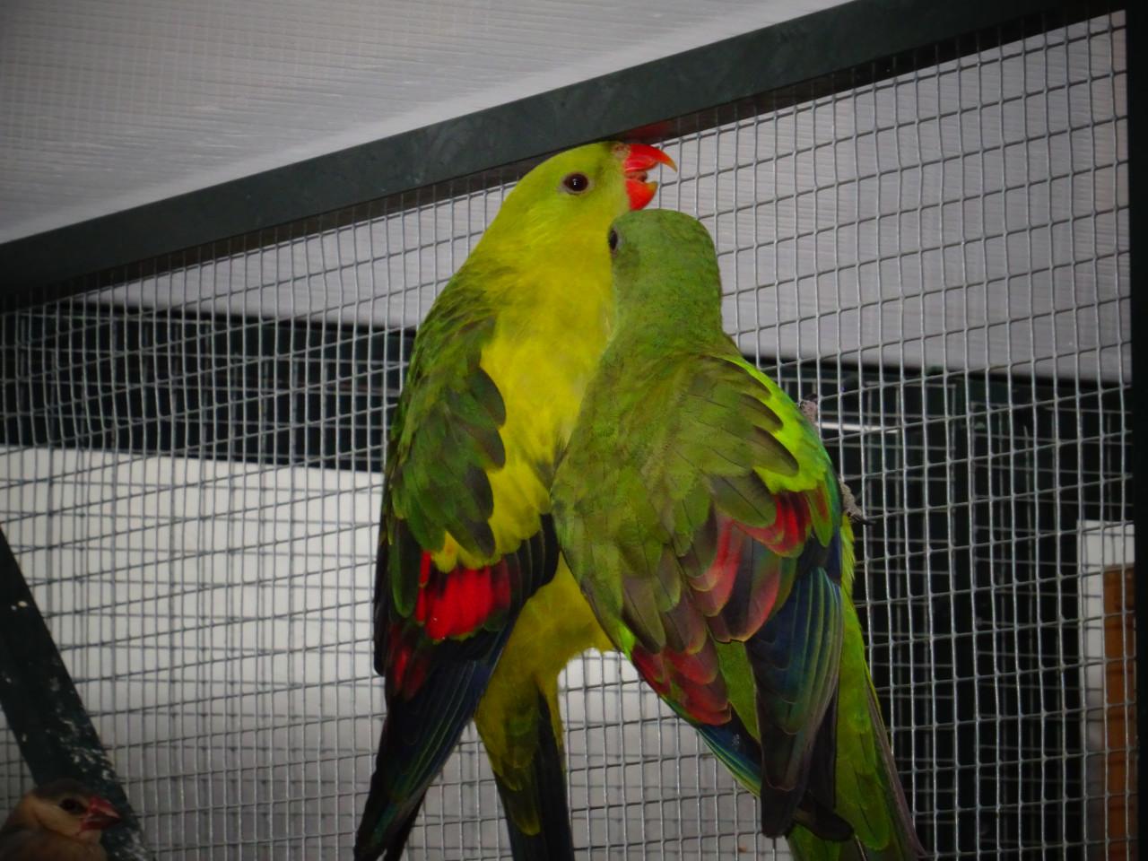 Te koop koppel Bergparkieten Broedrijp geringd drie jaar oud !!