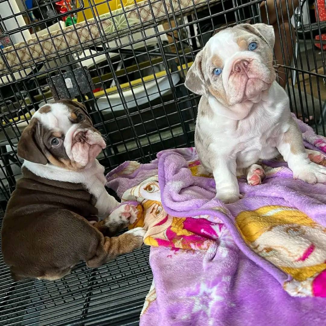 Goed getrainde Franse Bulldog-puppy's ter adoptie met kooi