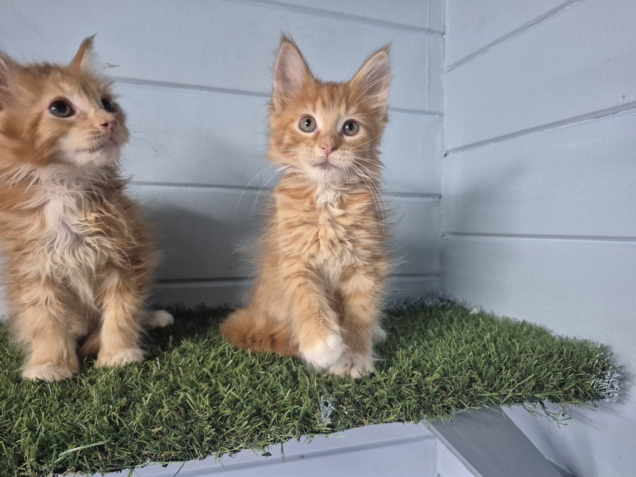 Maine coon kittens LAATSTE 2