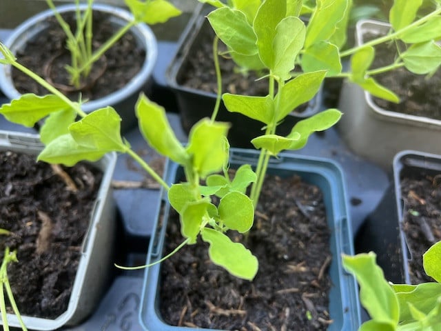 Stekjes lathyrus