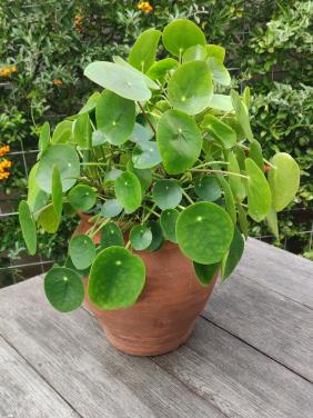 Pilea Peperomioides - Pannekoekplant