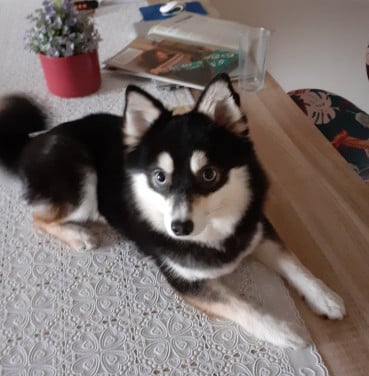 Pomsky F2