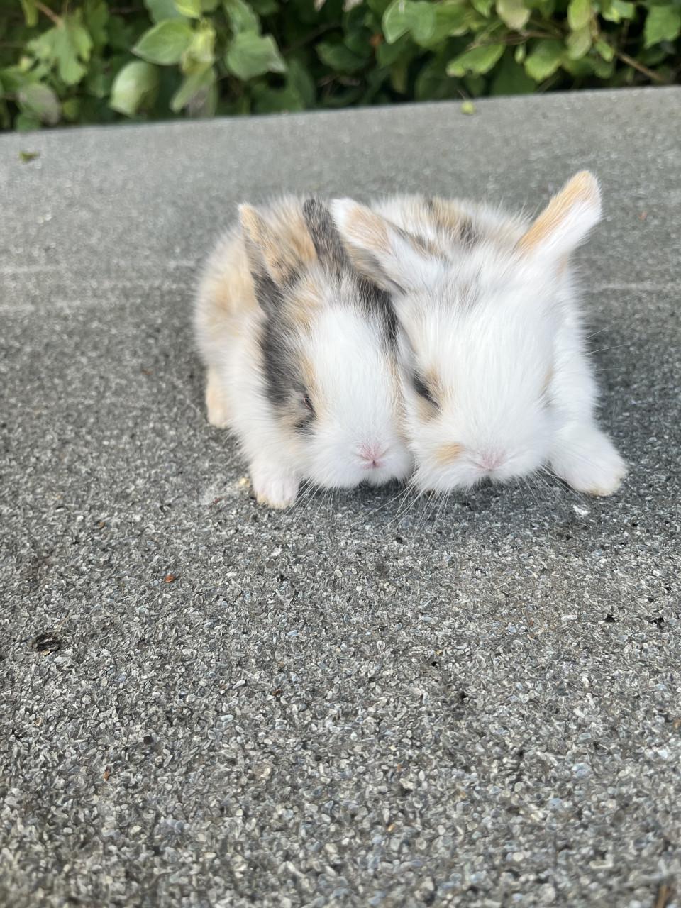 Baby konijntjes