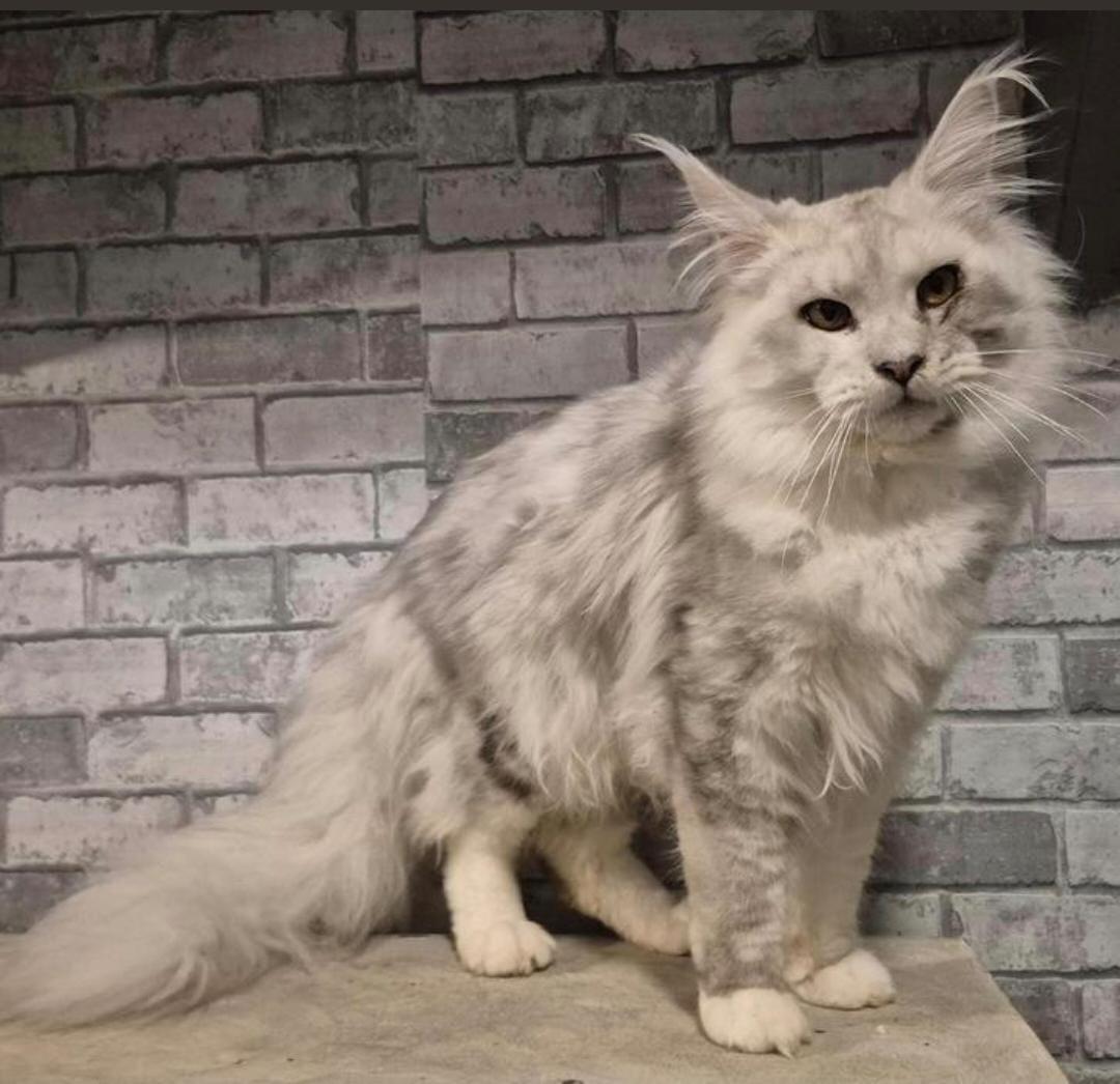 Maine coon dekkater met stamboom,black silver shaded