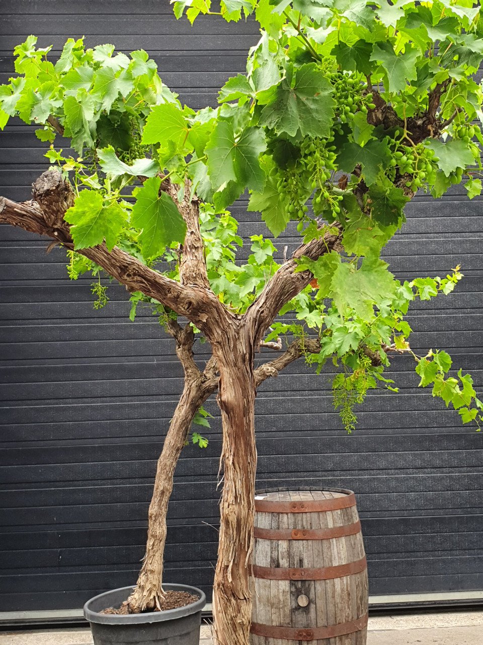 Planten