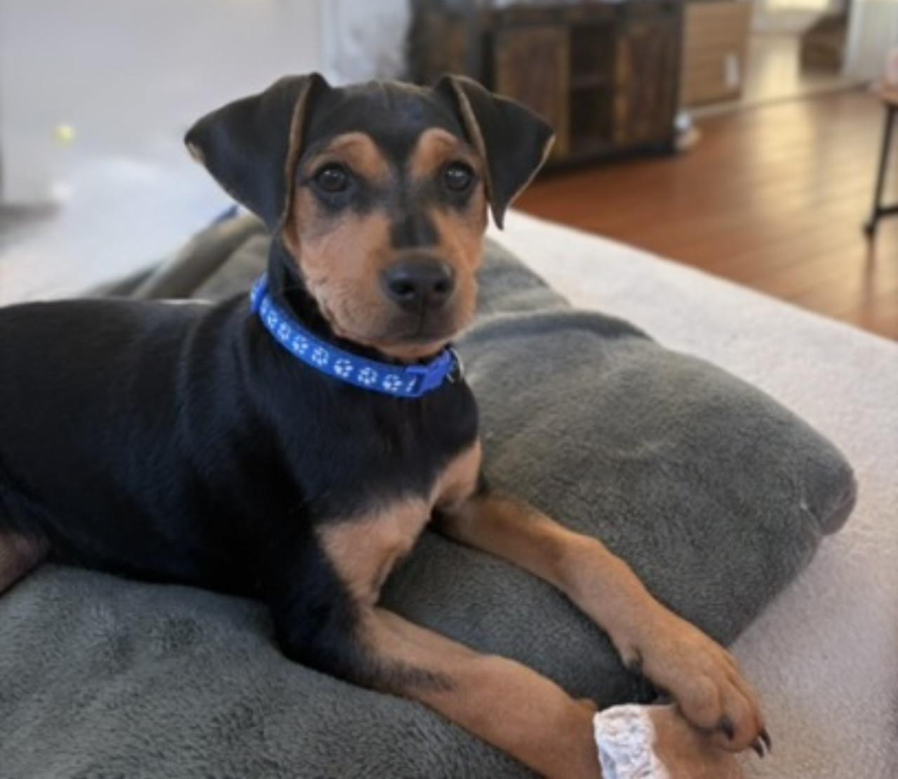 Prachtige Boerenfox pup