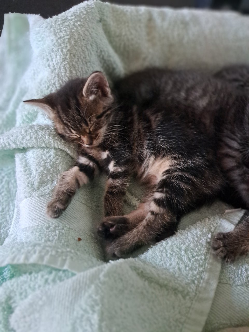 Verschillende lieve kittens