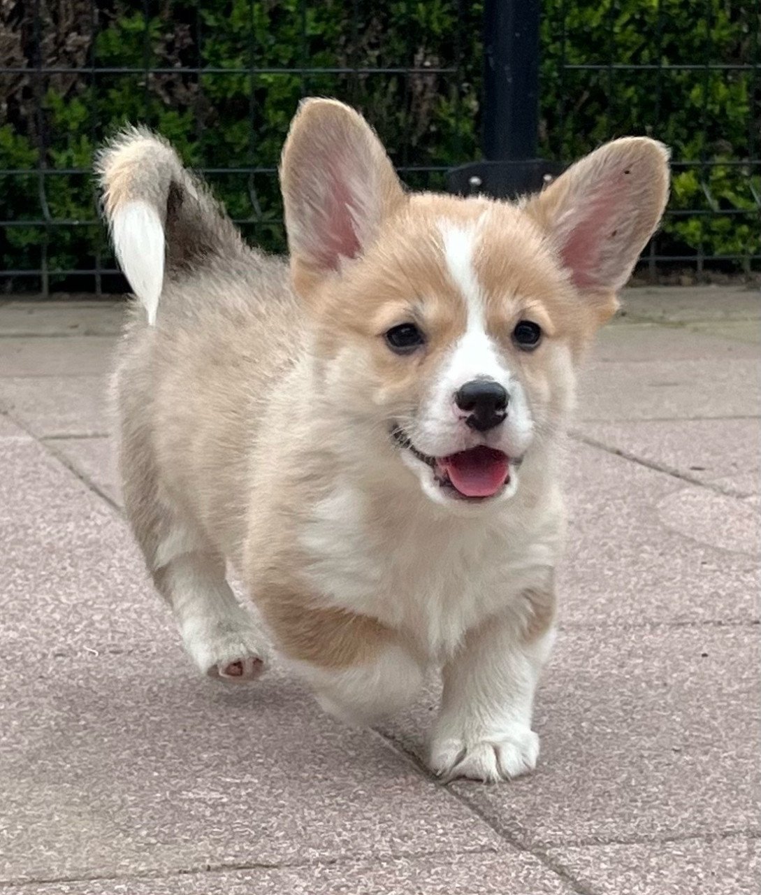 Welsh corgi pembroke puppies