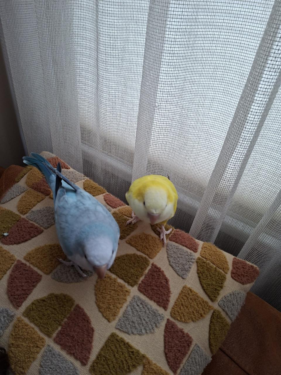 Muisparkieten  met kooi