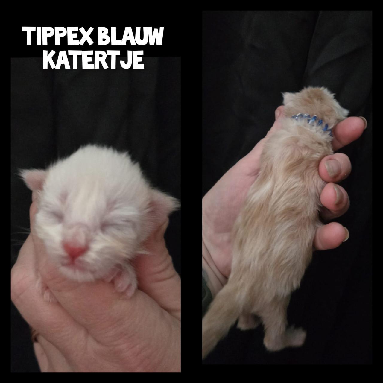 Maine coon kittens met stamboom